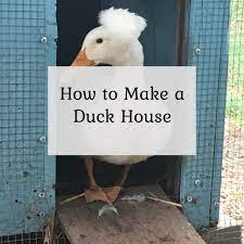 How To Make A Duck House The Cape Coop