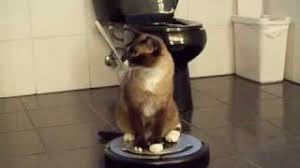 roomba driver cat uses irobot roomba
