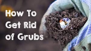 how to get rid of grubs you