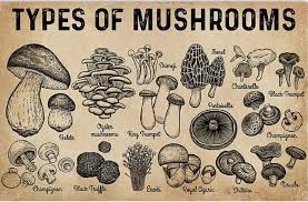 10 Best Mushroom Growing Kits And How