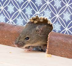 what s attracting mice to my property