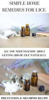 simple home remedy for head lice
