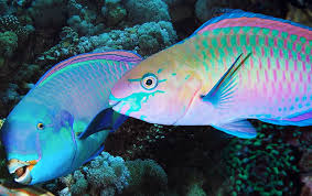 To pick up the food leftovers from the tank bottom, you should keep some catfishes (like corydoras julii, panda cory, pictus catfish, or banjo catfish). How Fast Can A Parrotfish Run Facts About Parrotfish