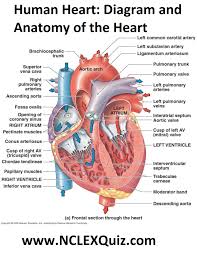 human heart diagram and anatomy of the