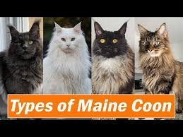maine cat types