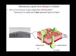 lecture 11 membrane structure