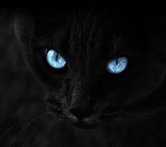 Black Cat Black Cat Hd Phone