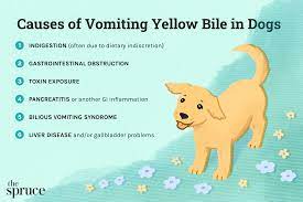 your dog is vomiting yellow bile