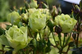 green with envy rob somerfield roses