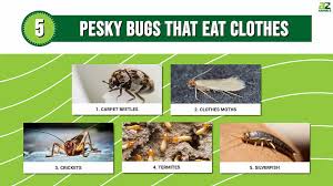 5 pesky bugs that eat clothes and how