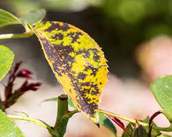 black spots on their leaves