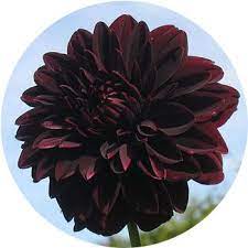 11 types of black flowers proflowers