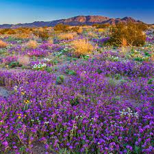 Jeden tag werden tausende neue, hochwertige bilder hinzugefügt. Joshua Tree Ca Activities California Wildflowers Wild Flowers Lassen Volcanic National Park
