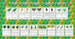 leaves shapes botany 3 part cards free