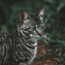 what are toygers domestic tiger cats