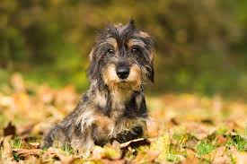 silky wire haired dachshund facts