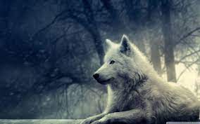 wolf desktop wallpapers top free wolf