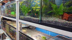 Our pet store services include: Fish Pet Store Near Me Pet S Gallery