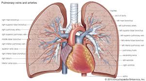 They also have to remove carbon dioxide, other waste materials from. Pulmonary Artery Anatomy Britannica
