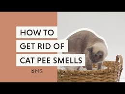 how to get rid of cat smell a guide
