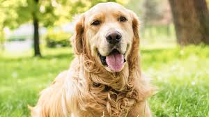 I started my relationship with golden retrievers with my boy jake. Austin Rescue Group Saving 13 Golden Retrievers From Turkey Kvue Com