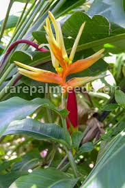 heliconia aurantiaca seeds at