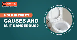 Ultimate Guide To Toilet Mold Causes