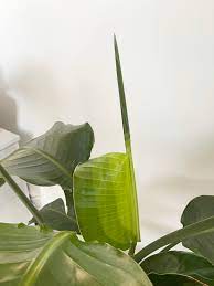 bird of paradise leaf is stuck house