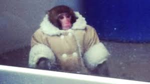 coat wearing monkey stops by ikea goes