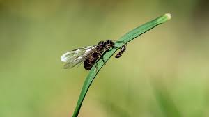 termites vs flying ants how to tell