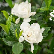 August Beauty Gardenia For The