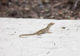 get rid of lizards in the house yard