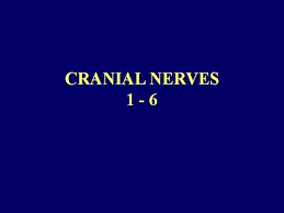 Cranial Nerves 1 6 Authorstream