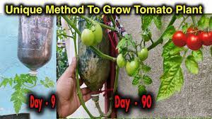 tomato plant in plastic hanging bottles