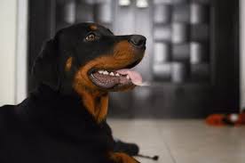 12 rottweiler mi that will leave you