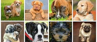 the best guard dogs for families