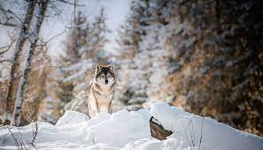 HD wallpaper: winter, snow, nature, wolf, animals, animal themes, one animal | Wallpaper Flare