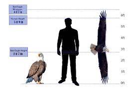 what is the bald eagle size avian report