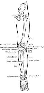 Upper leg bones diagram : Clinical Anatomy The Bones Of The Knee And Leg Dummies