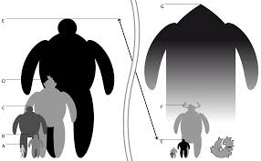 A Size Diagram Posted In The Onepiece Community