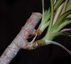 It's their habit to get rather long and leggy over time. How To Root A Dracaena Marginata