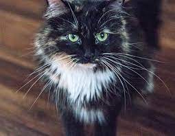 California rescue cat Sophie sets new record for longest fur | Guinness World Records