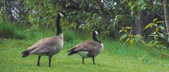 Geese like areas with food, lawns are food for geese. Evicting Geese From Your Property It S A Lot Easier Than You Think Green Solutions Land Care
