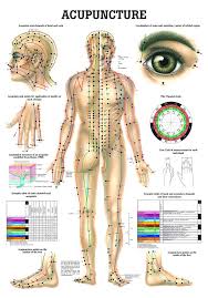 Human Acupuncture Laminated Chart