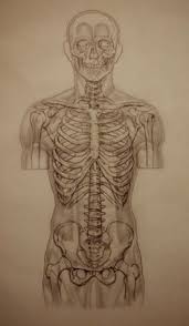 Check spelling or type a new query. 8 Anatomical Overlays Ideas Anatomy For Artists Anatomy Art Human Figure