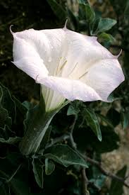 The petals are like stiff paper, and they. Datura Wikipedia