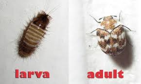carpet beetles and your home pest