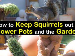 10 Smart Ways to Keep Squirrels Out of Flower Pots & the Garden