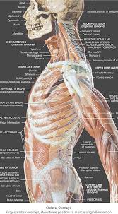 Your ribs form a protective cage that encloses many of your delicate internal organs, such as your heart and lungs. Human Anatomy Lateral View