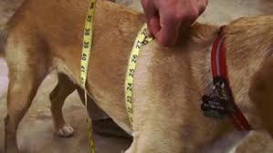 Ruff Wear How To Measure Your Dogs Paws Dog Footwear